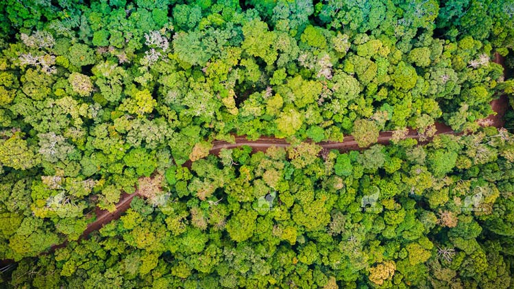 Végétation riche dans le parc national de Kon Ka Kinh