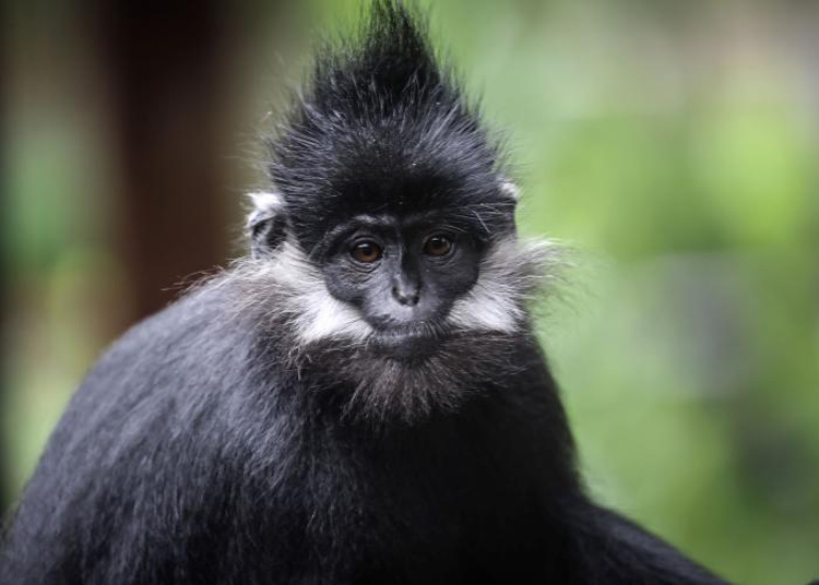 Langur de François