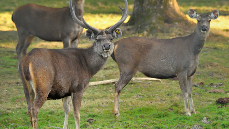 Cerf sambar