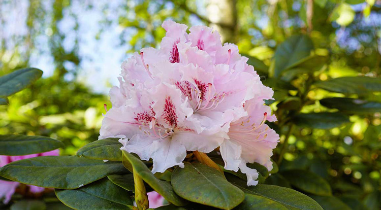 Fleurs de rhododendron