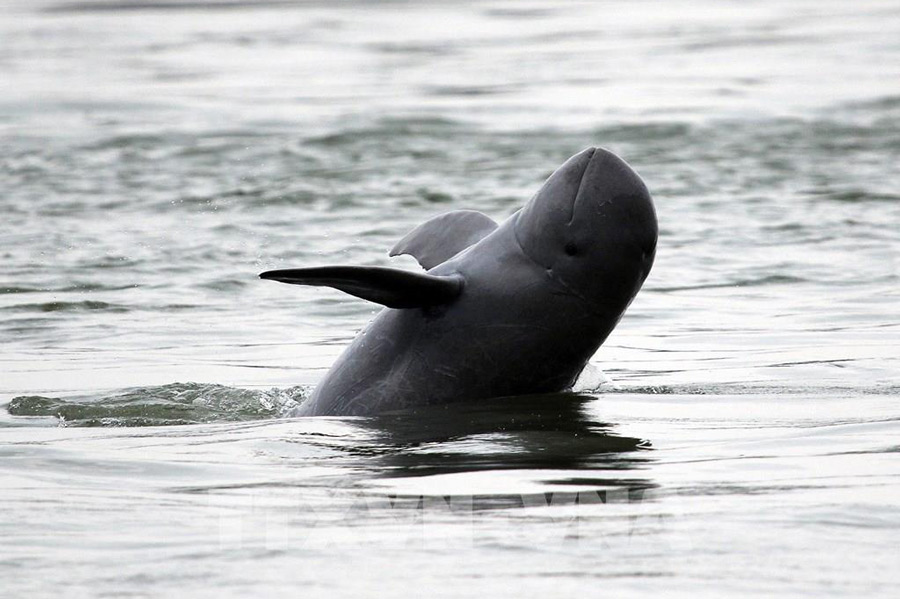 Observation des dauphins à Kratié 