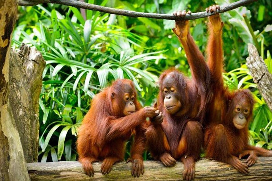 les orangs-outans à Sarawak