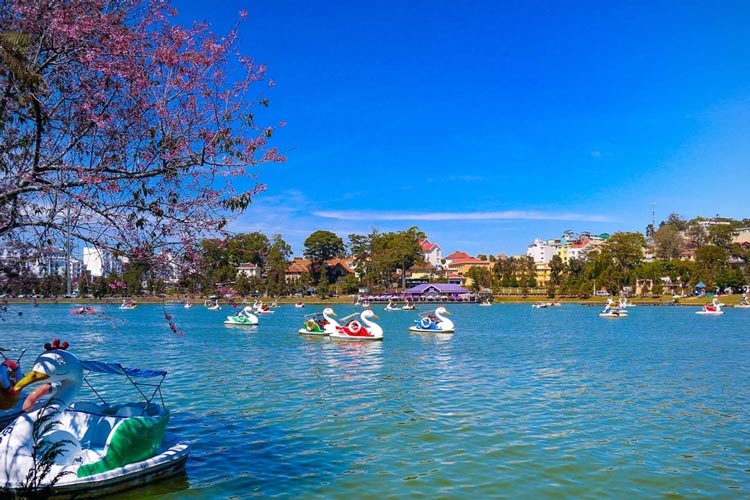 Le temps frais à Da Lat est très propice au pédalo cygne sur le lac Xuan Huong