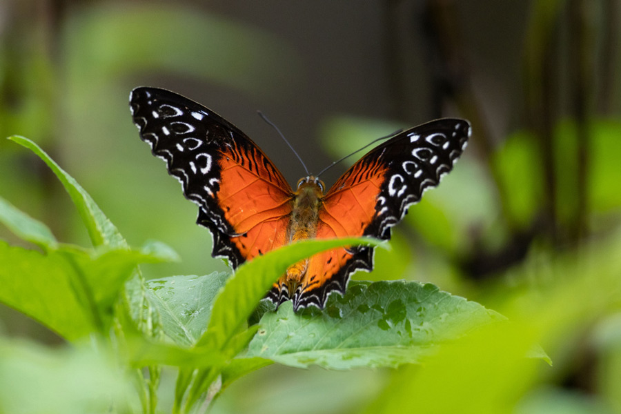 Il y a des centaines de papillons dans le jardin