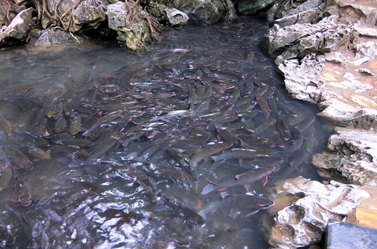 Le ruisseau des Poissons Sacrés de Cam Luong