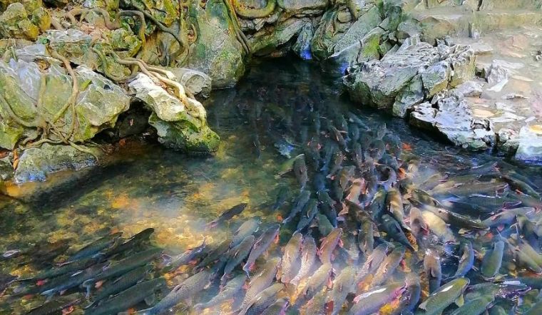 Le ruisseau des poissons sacrés de Cam Luong 