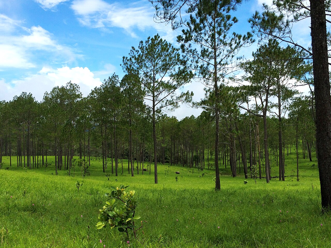 Prairie verte et grands pins sur le plateau de Kirirom