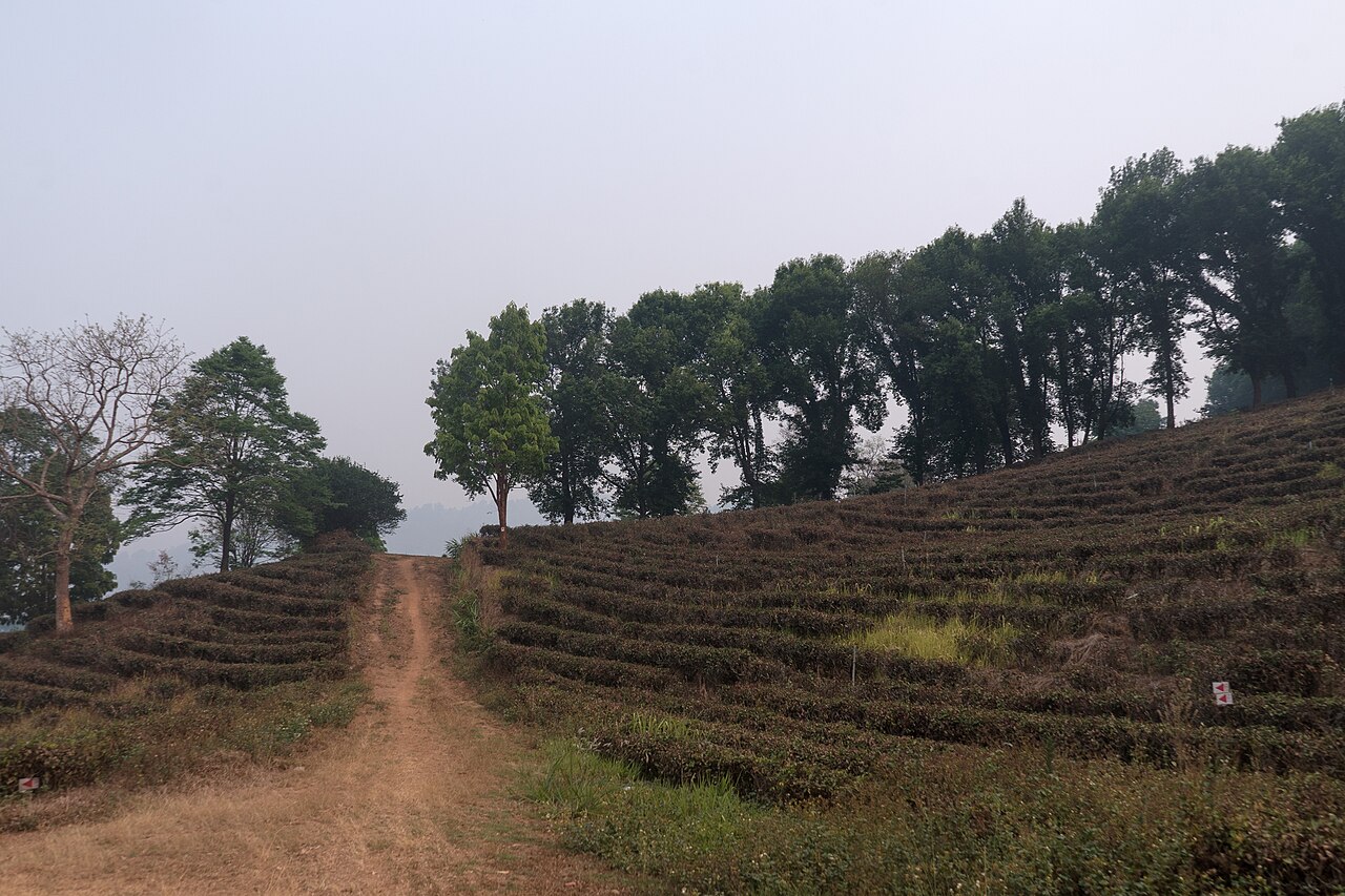 Chemin entre les théiers et les grands arbres sur une colline de Mae Salong