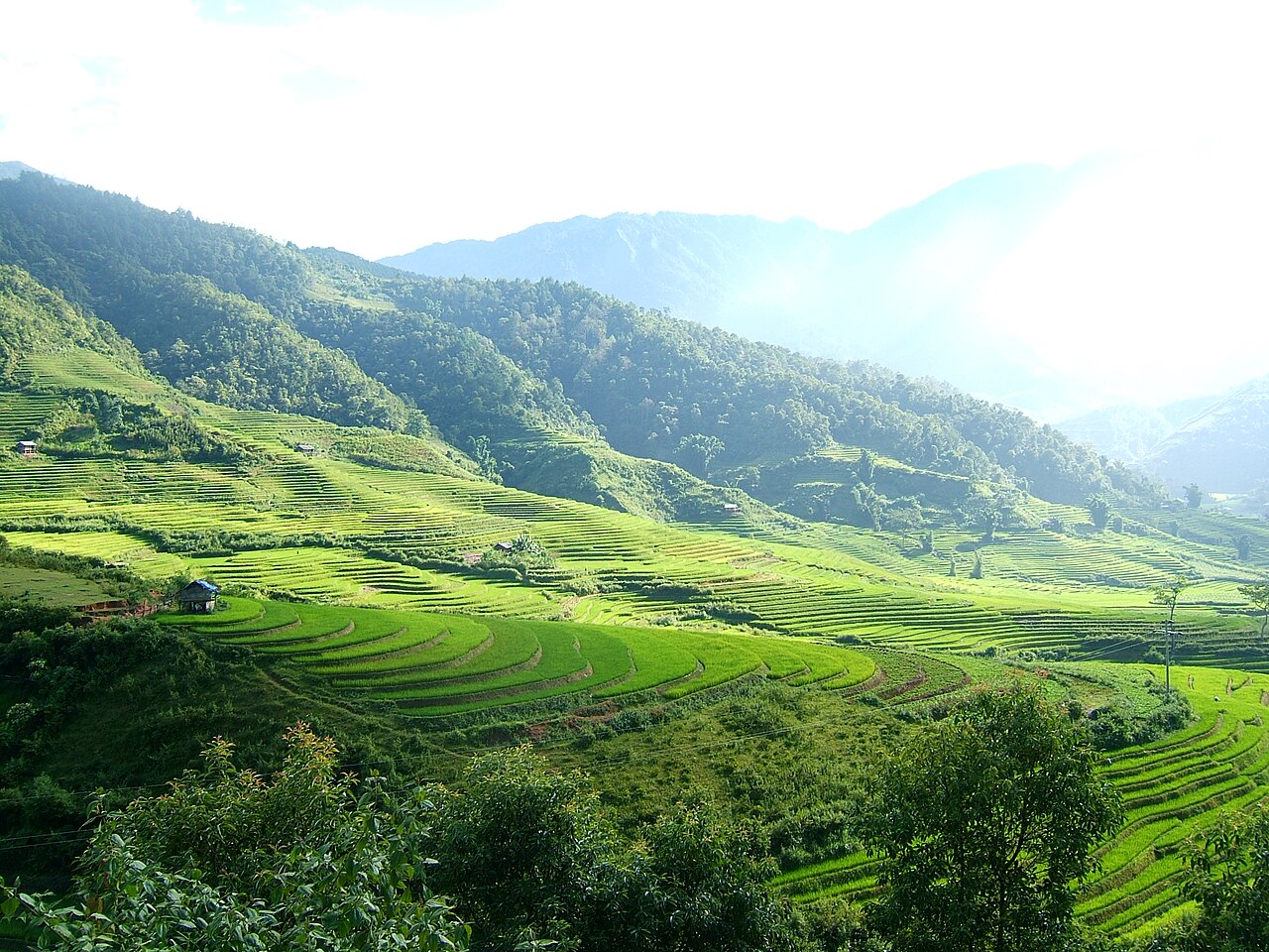 Rizières en terrasses vertes à flanc de montagne à Trạm Tấu