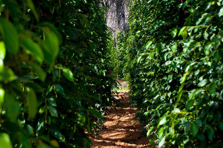 Meilleurs endroits à visiter à Kampot et Kep:
