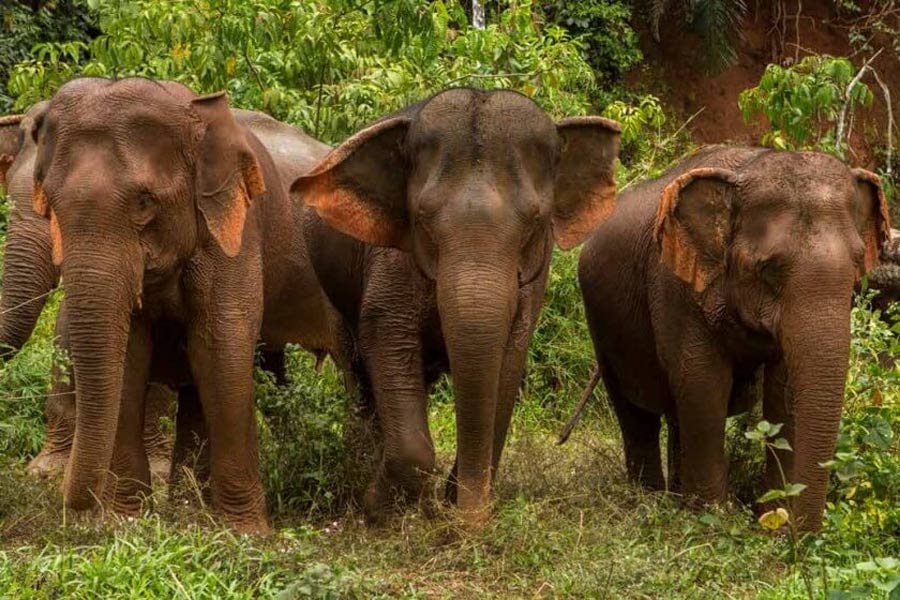 meilleurs places pour voir les éléphants au Cambodge