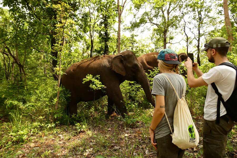 meilleurs places pour voir les éléphants au Cambodge