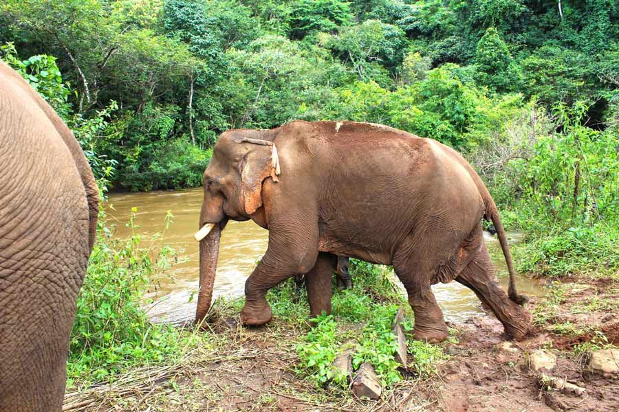 meilleurs places pour voir les éléphants au Cambodge