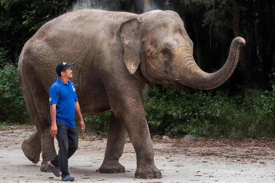meilleurs places pour voir les éléphants au Cambodge