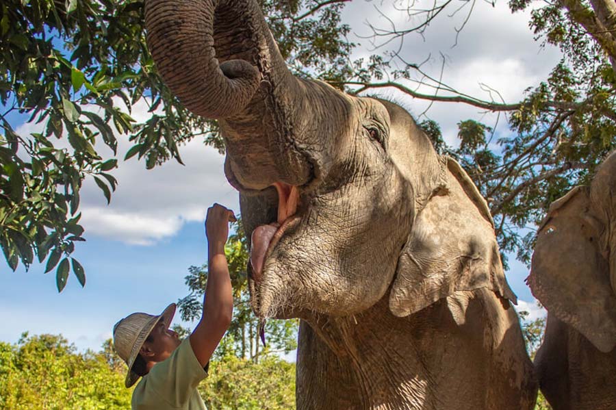 meilleurs places pour voir les éléphants au Cambodge
