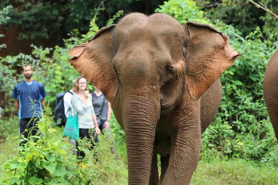 meilleurs places pour voir les éléphants au Cambodge