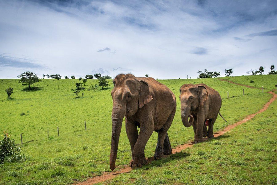 meilleurs places pour voir les éléphants au Cambodge