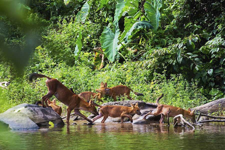 Parc national de Khao Yai : La deuxième meilleure destination rurale d'Asie selon Agoda