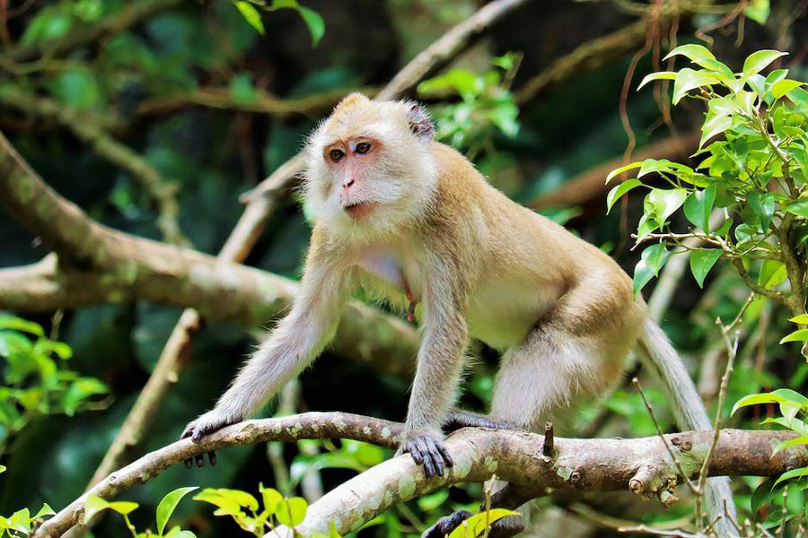 Parc national de Khao Yai : La deuxième meilleure destination rurale d'Asie selon Agoda