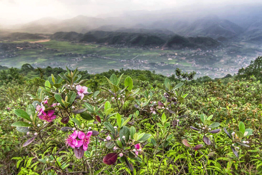 Collines couvertes de végétation et fleurs sauvages dans le parc national de Phú Quốc