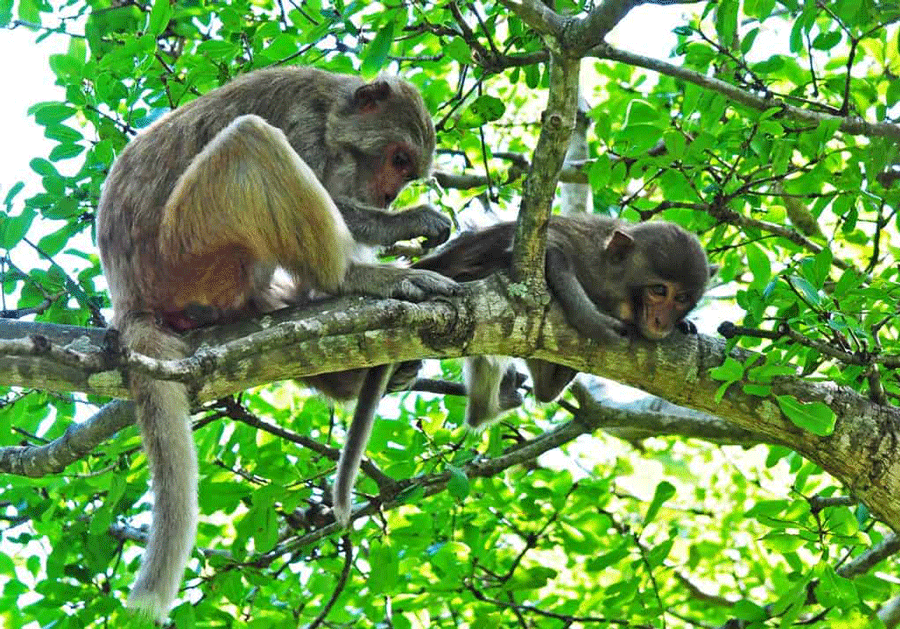 La diversifié de faune au parc national de Phu Quoc