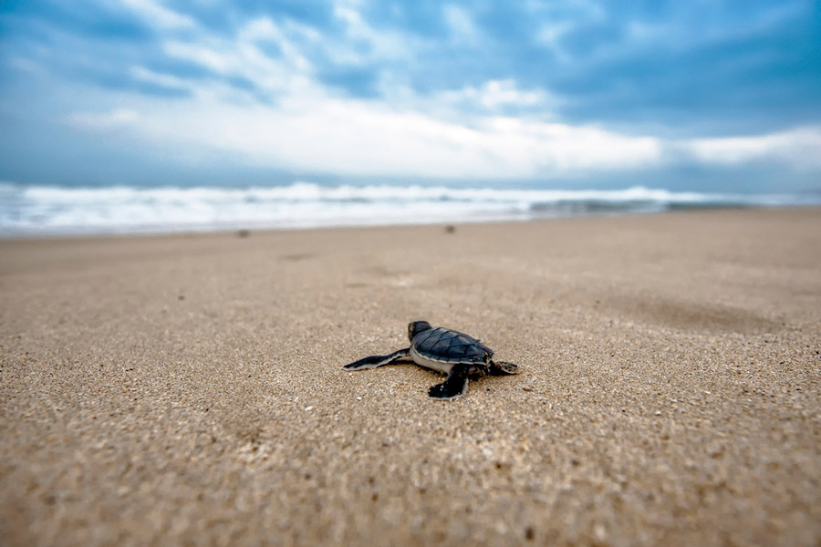 Le parc national Sirinat, c'est où les tortues marines sont préservées