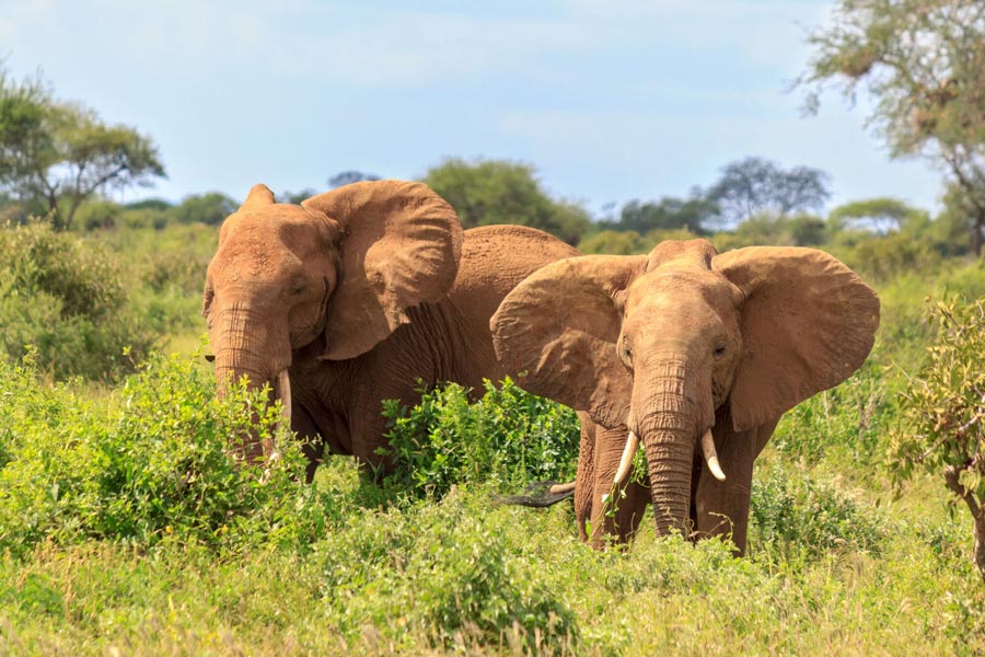 Le parc national Sirinat est aussi un lieu de préservation d'animaux rares