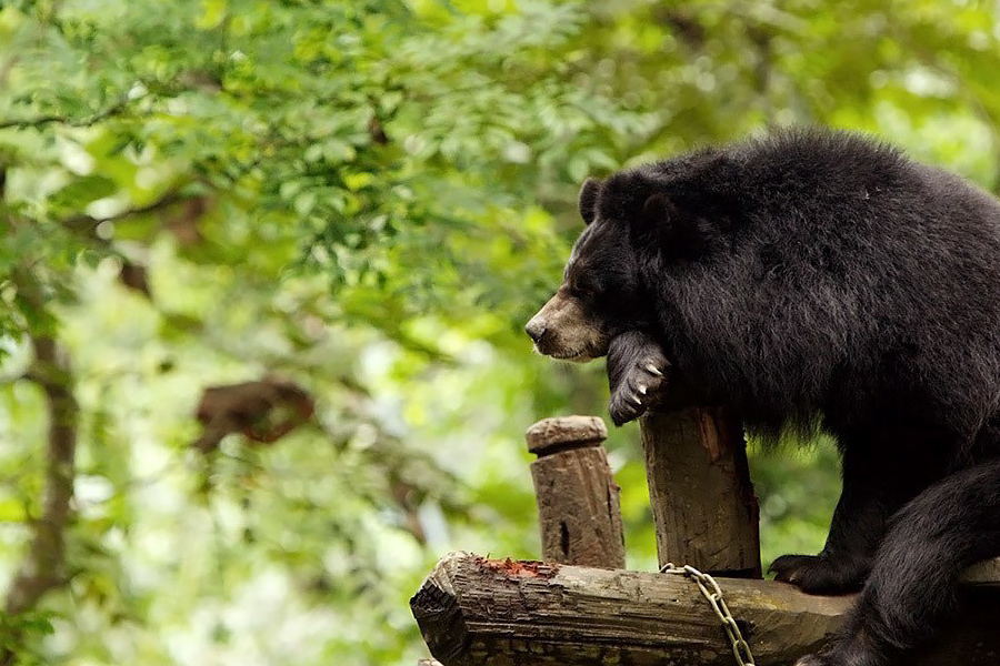 Xe Pian fait partie des parcs nationaux au Laos les plus riches en biodiversité