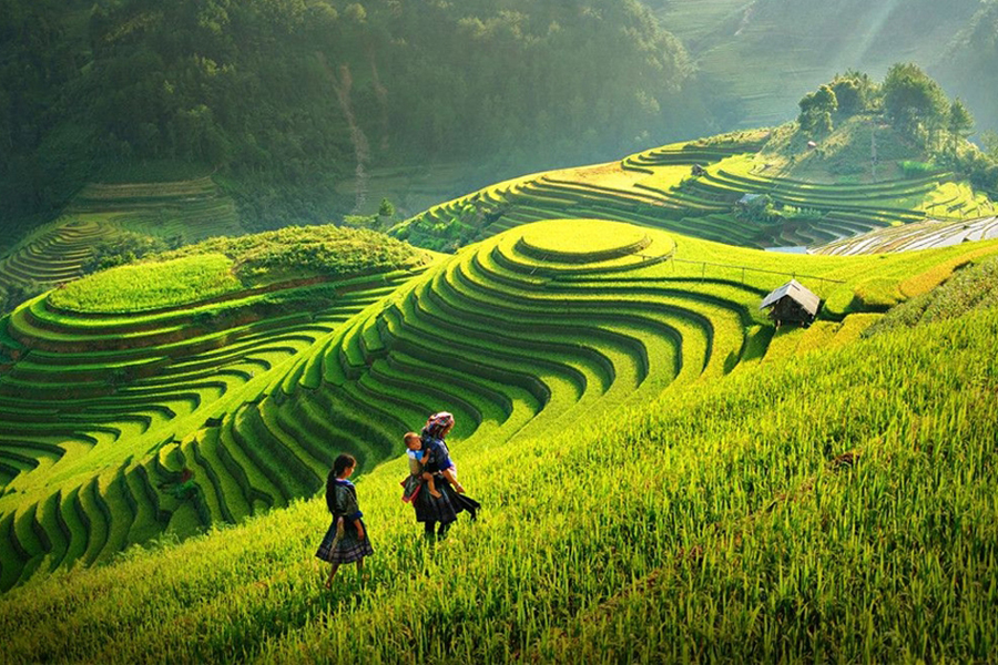Les rizières en gradins de Phong Du Thuong