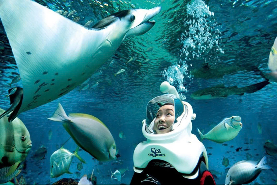 Explorez la richesse de la faune marine à Panare : des récifs vivants et des créatures fascinantes pour une aventure inoubliable