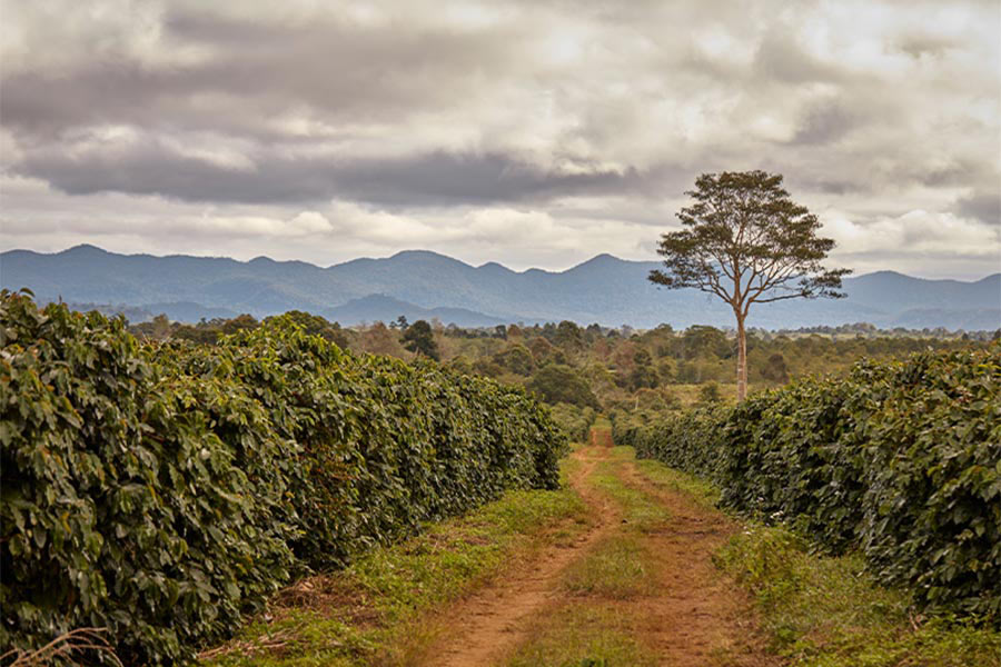 Le champ de café à Paksong