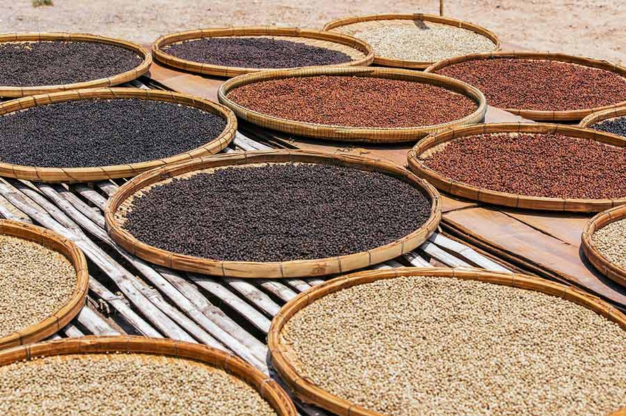 Les plantation de poivre ont une longue histoire 