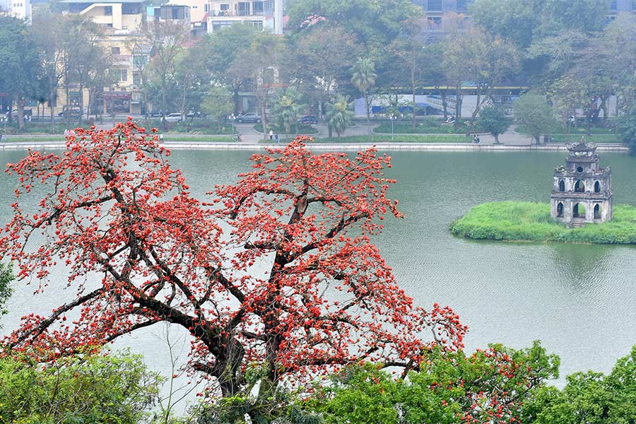 Hoa Gao (fleurs de riz) fleurissent en fin du printemps à Hanoi