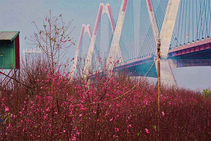 Fleur de pêche est la fleur emblématique au printemps à Hanoi