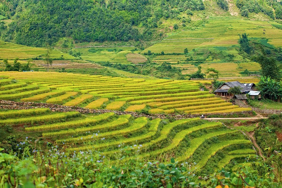 Mai Chau - l’une des plus belles randonnées dans les rizières au Nord du Vietnam
