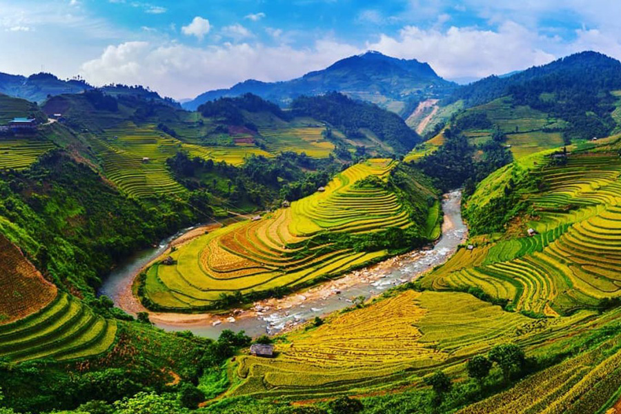Muong Hoa en saison dorée – L’une des plus belles randonnées dans les rizières au Nord du Vietnam