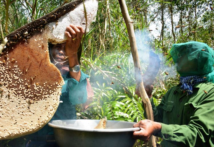 Récolter du miel avec les locaux au parc national d'U Minh Ha