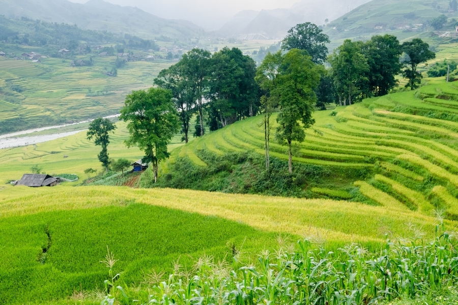 rizieres en terrasse sapa vallee muong hoa