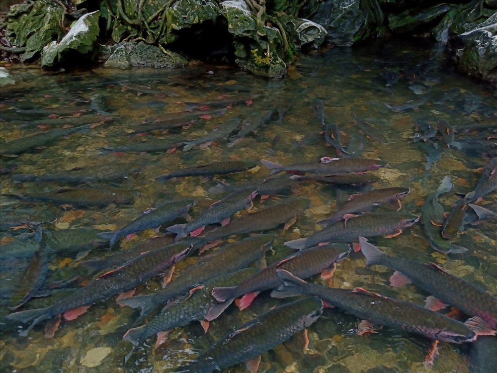 Le ruisseau des poissons sacrés de Cam Luong