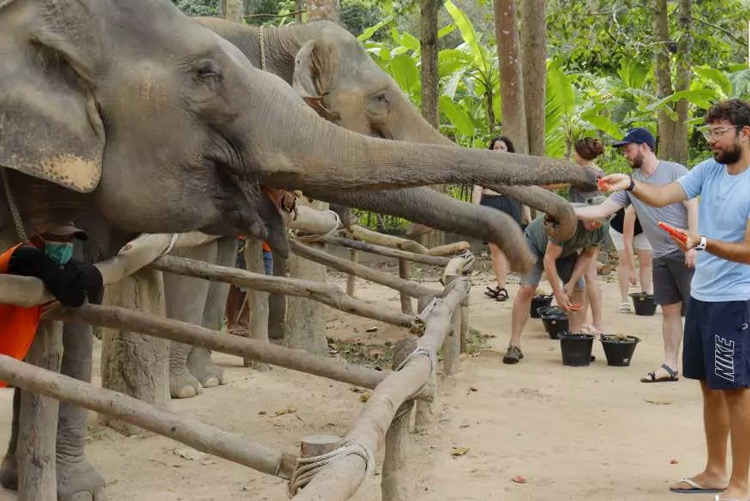 Le sanctuaire des éléphants de Koh Samui