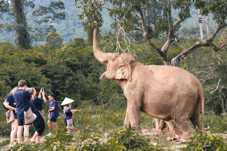 Le sanctuaire des éléphants