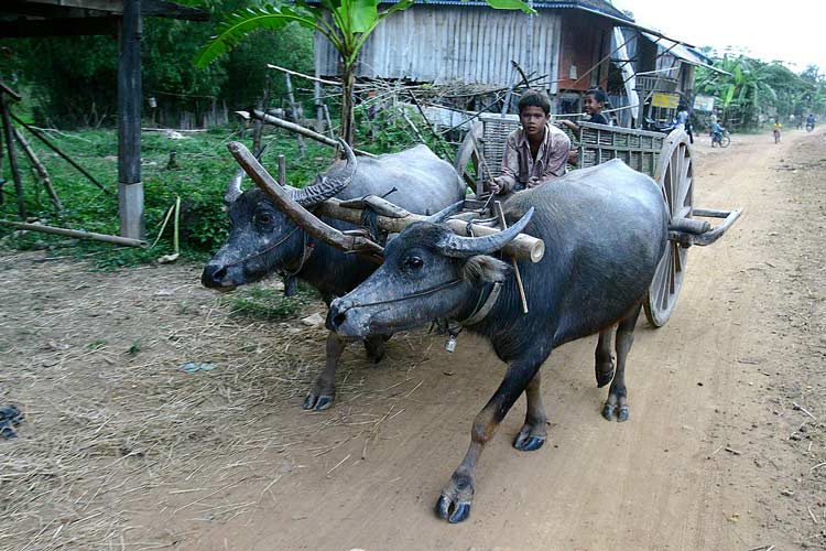 La vie rustique des locaux à Stung Treng vous procure un sentiment de paix