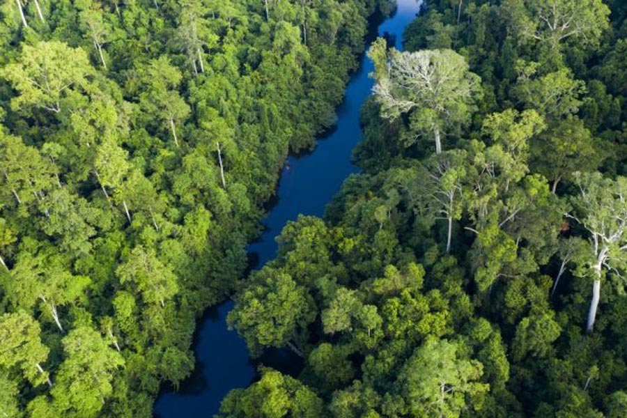 La vue aérienne du parc national de Taman Negara 