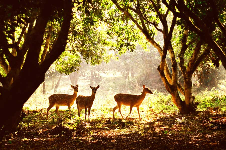Trekking au parc national de Cuc Phuong