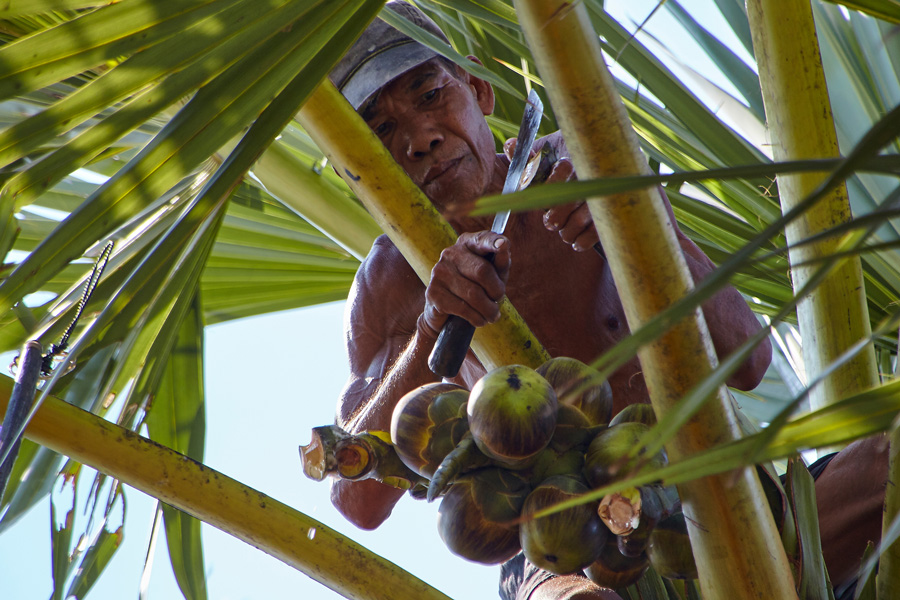 Sucre de palmier dans le village de la culture du palmier à sucre de Kampong Speu