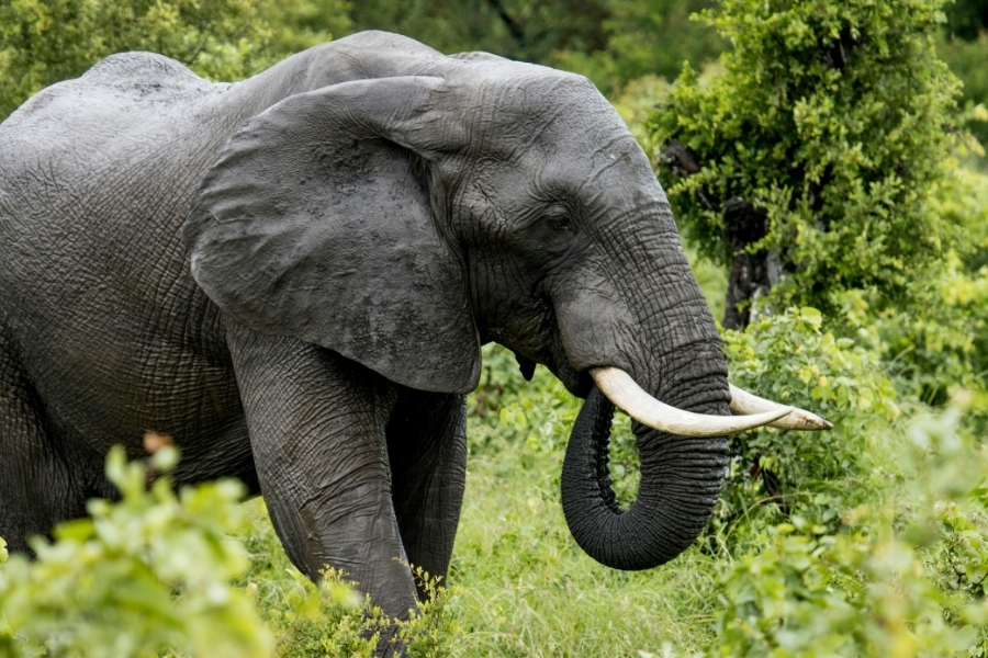 Visite d'un sanctuaire d'éléphants éthique près du village des femmes girafes Chiang Mai.