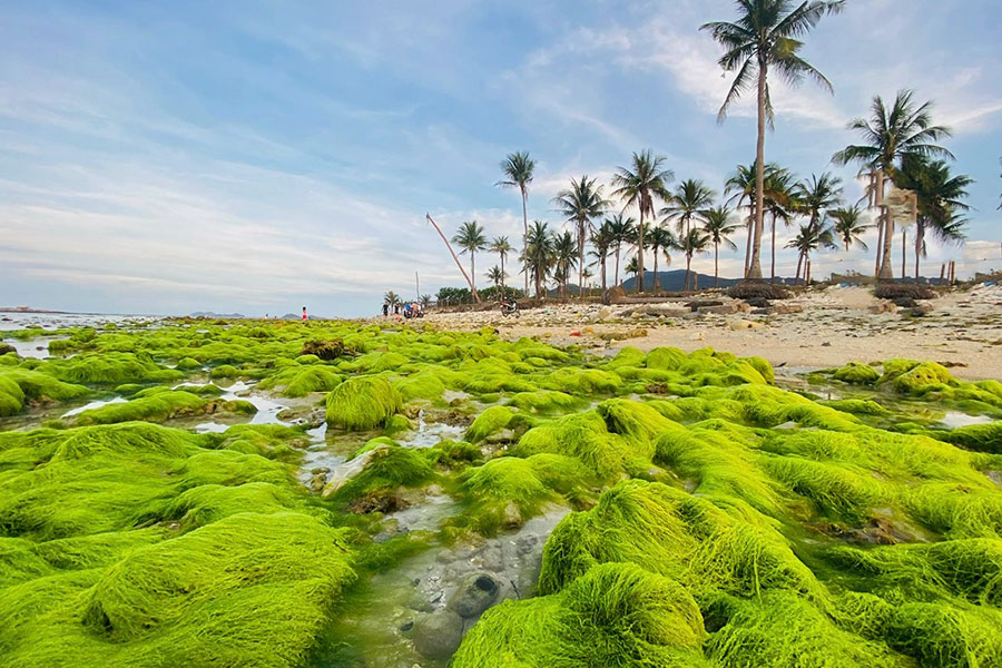 Tapis d’algues au bord du rivage au village des pêcheurs de Ninh Thuy