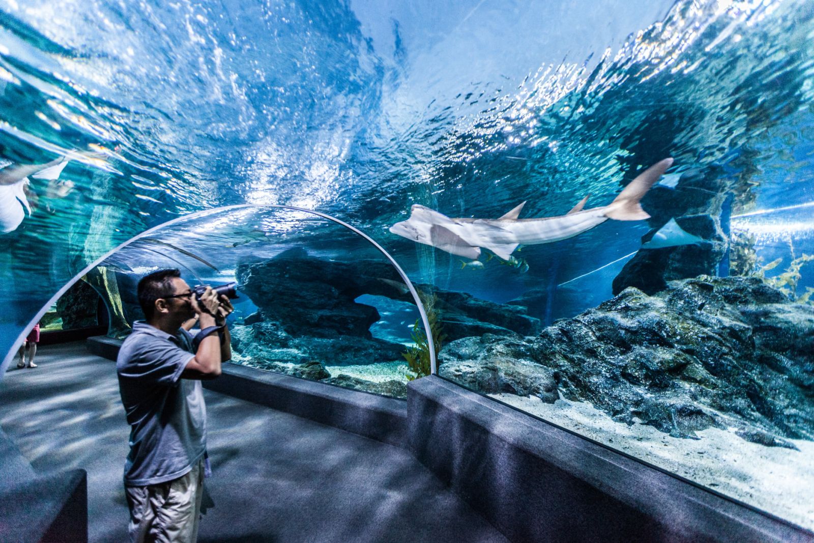 Siam Ocean World est le plus grand aquarium d'Asie du Sud-Est avec plus de 30 000 espèces marines.