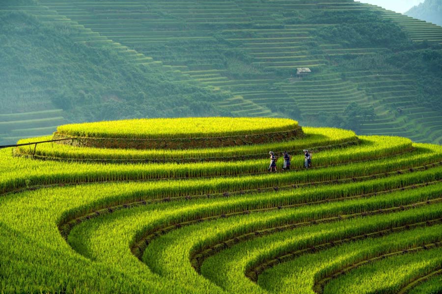 Voyage à Mu Cang Chai: Que faire si vous n'avez qu'une journée ?