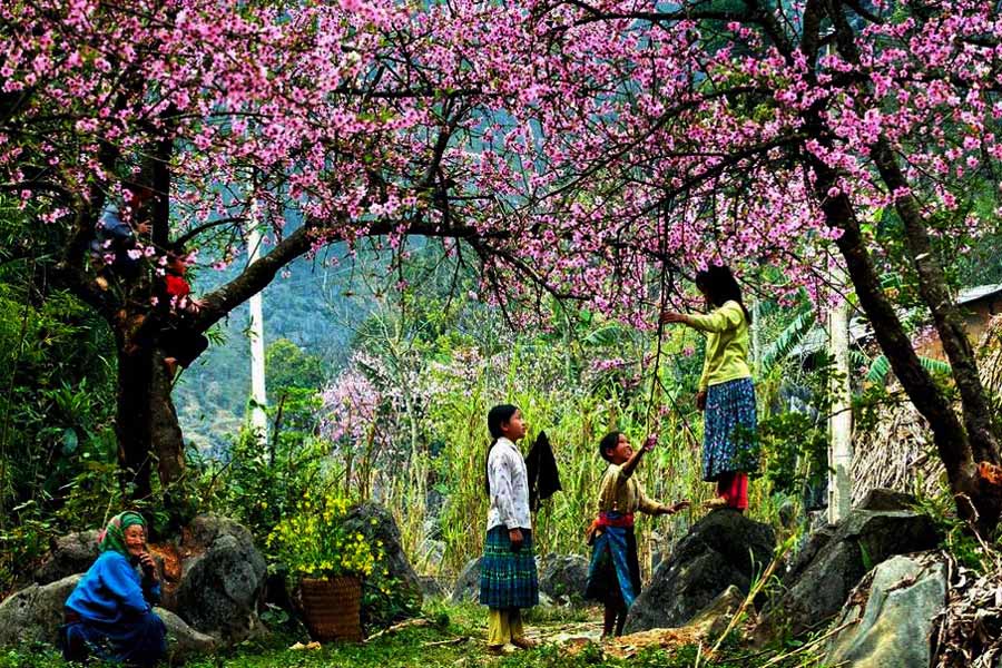 sapa